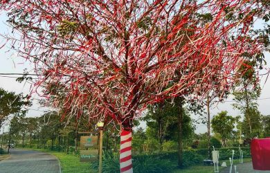 Những hoạt động thú vị bên cây nguyện ước đầu tiên tại Waterpoint