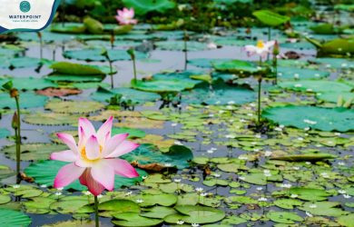 hồ sen centracl park waterpoint